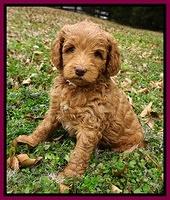 Ashby Grover 2 pups 6 wks old161