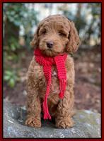 Ashby Grover 2 pups 8 wks old 91