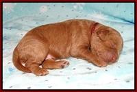 Ashby Grover 2 pups one wk old 91