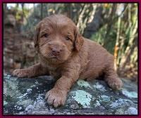 Ashby Grover pups 3 wks old 231