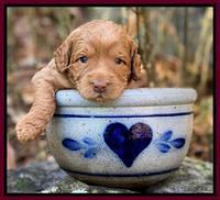 Ashby Grover pups 3 wks old 261