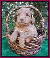 Ashby Grover pups 4 wks old 201