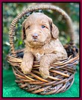 Ashby Grover pups 4 wks old 221