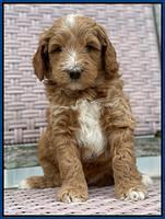 Ashby Grover 2 pups 5 wks old271