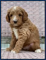 Ashby Grover 2 pups 5 wks old291