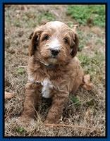 Ashby Grover 2 pups 5 wks old311