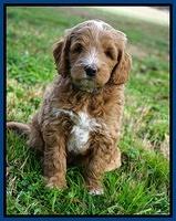 Ashby Grover 2 pups 6 wks old191