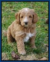 Ashby Grover 2 pups 6 wks old201