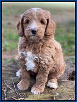 Ashby Grover 2 pups 6 wks old231