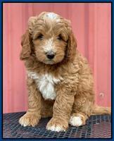 Ashby Grover 2 pups 7 wks old 211