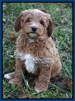 Ashby Grover 2 pups 7 wks old 241