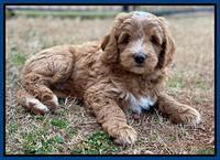 Ashby Grover 2 pups 7 wks old 251