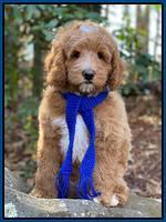 Ashby Grover 2 pups 8 wks old 31