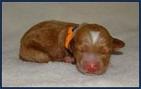 Ashby Grover 2 pups Newborn 51