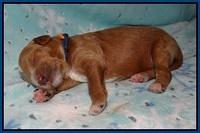 Ashby Grover 2 pups one wk old 81