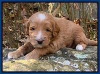 Ashby Grover pups 3 wks old 291