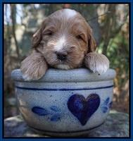 Ashby Grover pups 3 wks old 311