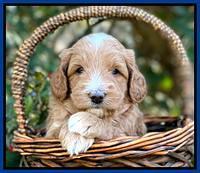 Ashby Grover pups 4 wks old 281