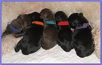 Bailey Rocco newborn puppies 11 18 10 006