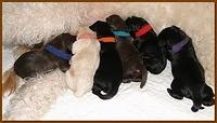 Bailey Rocco newborn puppies 11 18 10 017