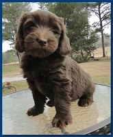 Bailey Rocco 7 weeks old 021
