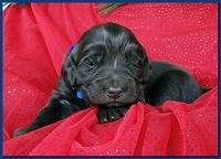 Bailey Rocco puppies 2 weeks old 038