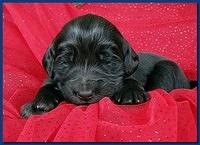 Bailey Rocco puppies 2 weeks old 039