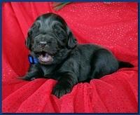 Bailey Rocco puppies 2 weeks old 041