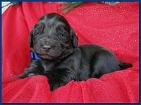 Bailey Rocco puppies 2 weeks old 043