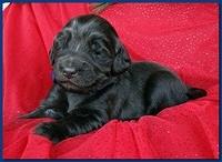 Bailey Rocco puppies 2 weeks old 044