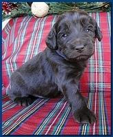 Bailey Rocco puppies 3 weeks old 047