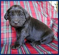 Bailey Rocco puppies 3 weeks old 048