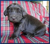Bailey Rocco puppies 3 weeks old 049
