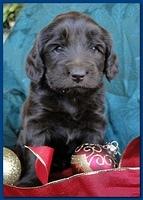 Bailey Rocco puppies 4 weeks old 019