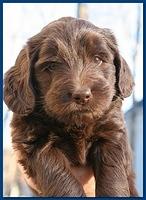Bailey Rocco puppies 5 weeks old blue 063