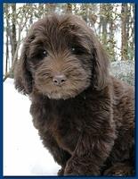 Bailey Rocco puppies 8 weeks old 009