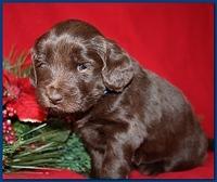Bailey Rocco pups 4 weeks old 259