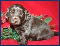 Bailey Rocco pups 4 weeks old 261