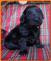 Bailey Rocco puppies 3 weeks old 033