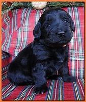 Bailey Rocco puppies 3 weeks old 034