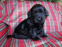 Bailey Rocco puppies 3 weeks old 039