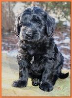 Bailey Rocco puppies 5 weeks old org235