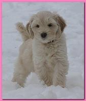 Bailey Mason puppies 8 weeks old 002