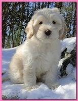 Bailey Mason puppies 8 weeks old 004