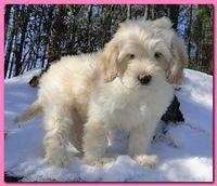 Bailey Mason puppies 8 weeks old 005