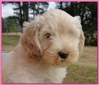 Bailey Rocco 7 weeks old 016