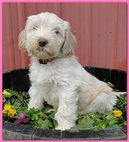 Bailey Rocco 7 weeks old 032