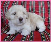 Bailey Rocco puppies 3 weeks old 012