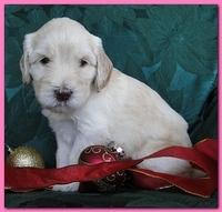 Bailey Rocco puppies 4 weeks old 043