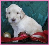 Bailey Rocco puppies 4 weeks old 044